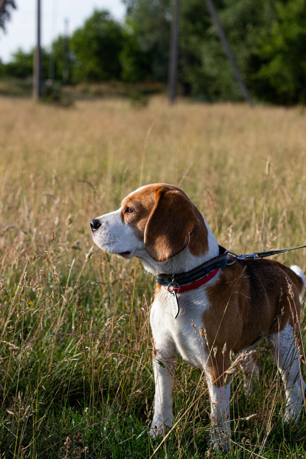 Un cane marrone e bianco in piedi in cima a un campo coperto di erba