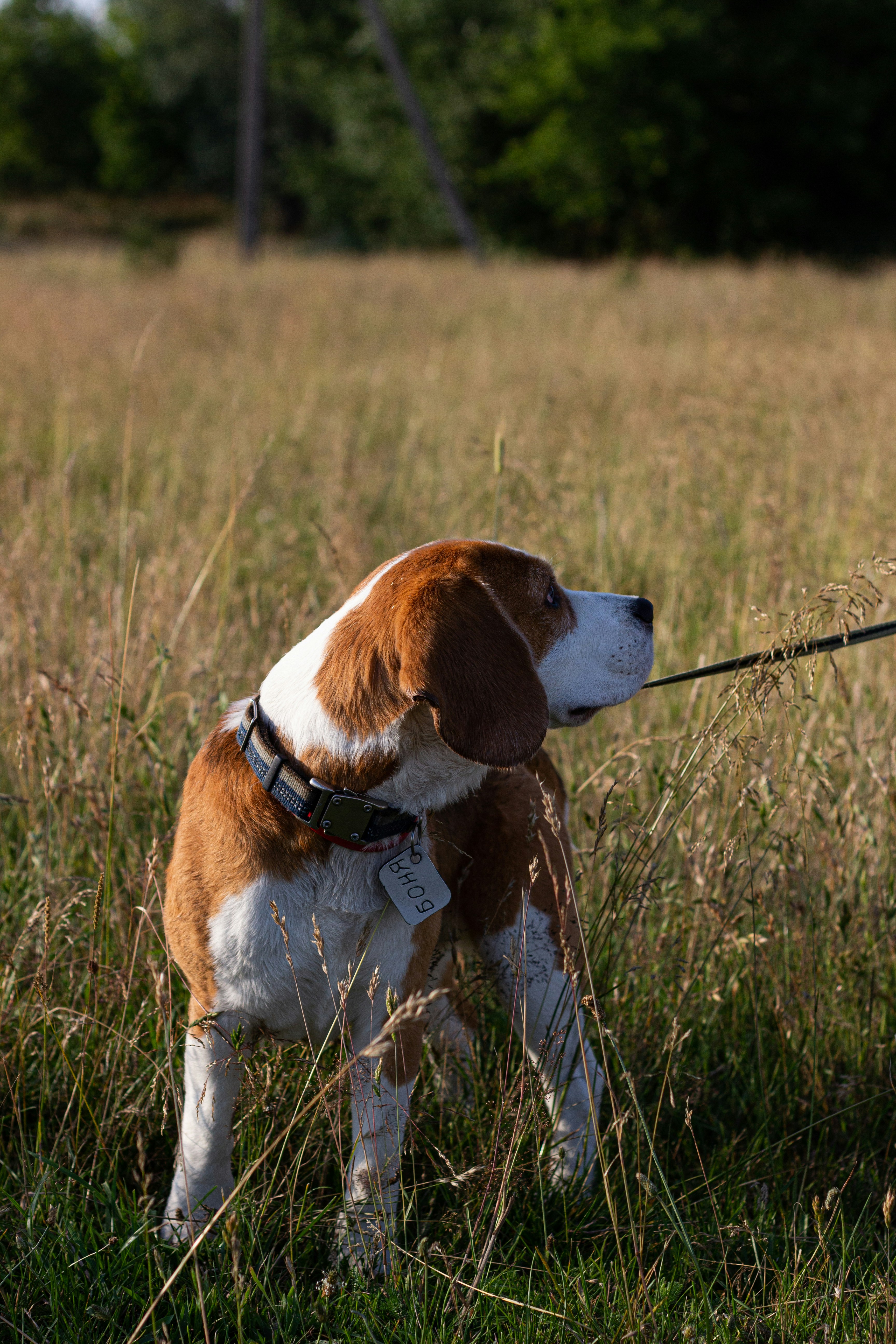 a brown and white dog standing on top of a grass covered field
