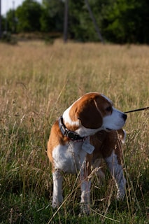 A beagle dog stands in a field of tall grass, looking to the side. It wears a black collar with a tag attached. The background features blurred greenery and trees, indicating a natural outdoor setting.