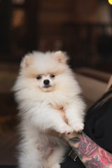 A fluffy, white Pomeranian puppy is being held by a person with a tattooed arm. The puppy has a round face and small ears, and it is looking directly at the camera. The background is softly blurred, giving focus to the puppy and the intricate floral tattoo on the person's arm.