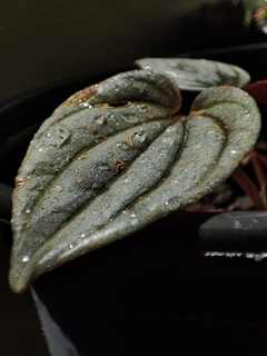 Artistic shot of a single Sansevieria leaf with water droplets highlighting its texture and rich color