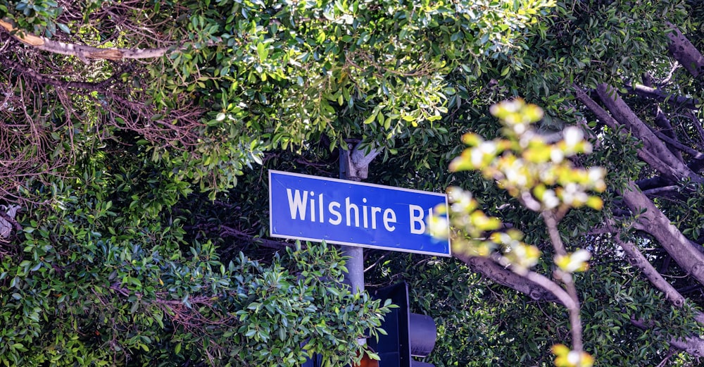 a blue street sign sitting next to a lush green forest