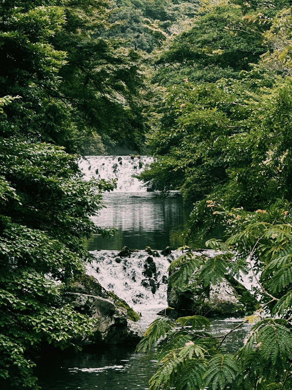 a river running through a lush green forest