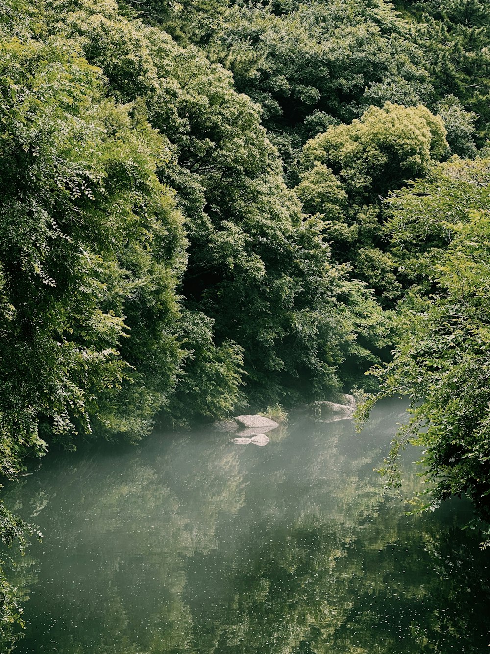 a body of water surrounded by lush green trees