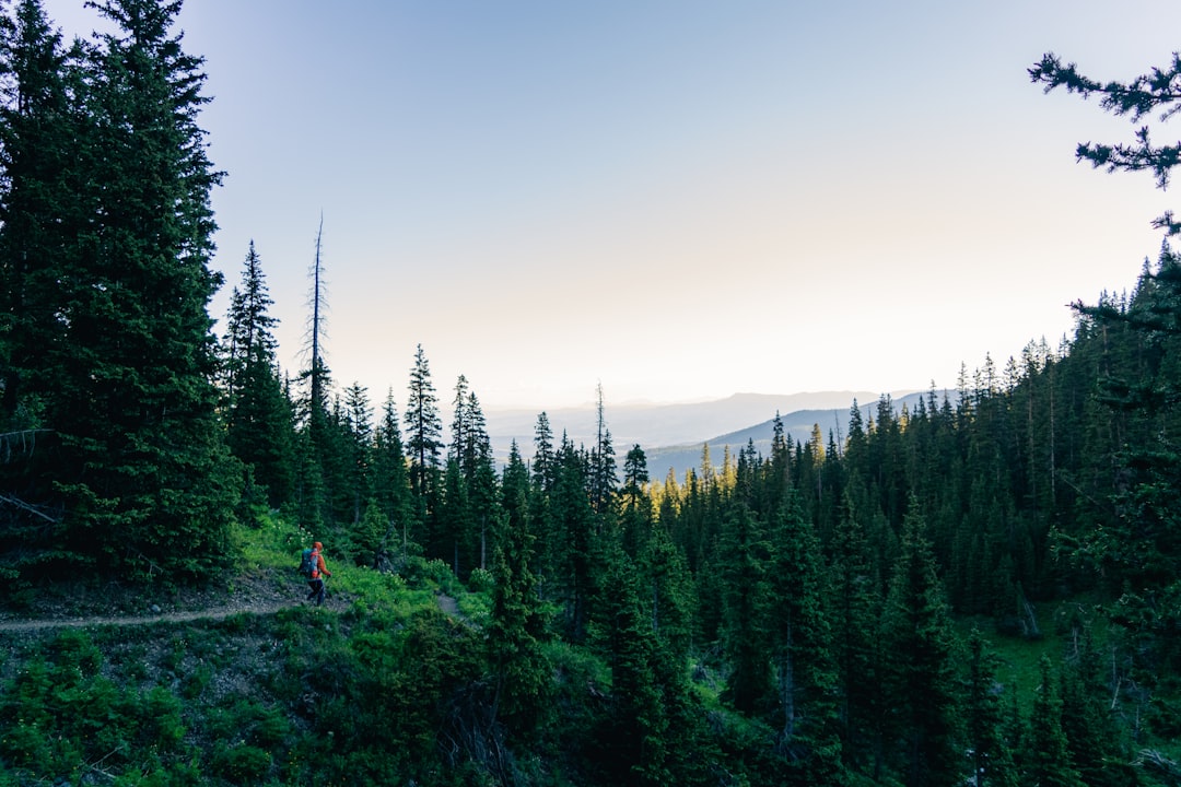 a person walking on a trail in the woods,