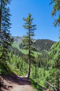 A vibrant photo of a winding mountain trail disappearing into a lush green forest under a bright blue sky.