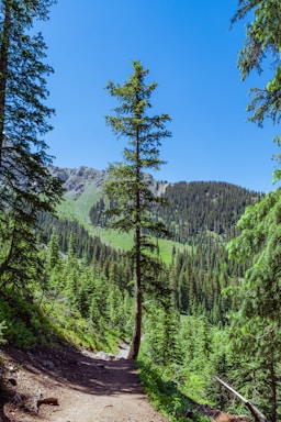 A vibrant photo of a winding mountain trail disappearing into a lush green forest under a bright blue sky.