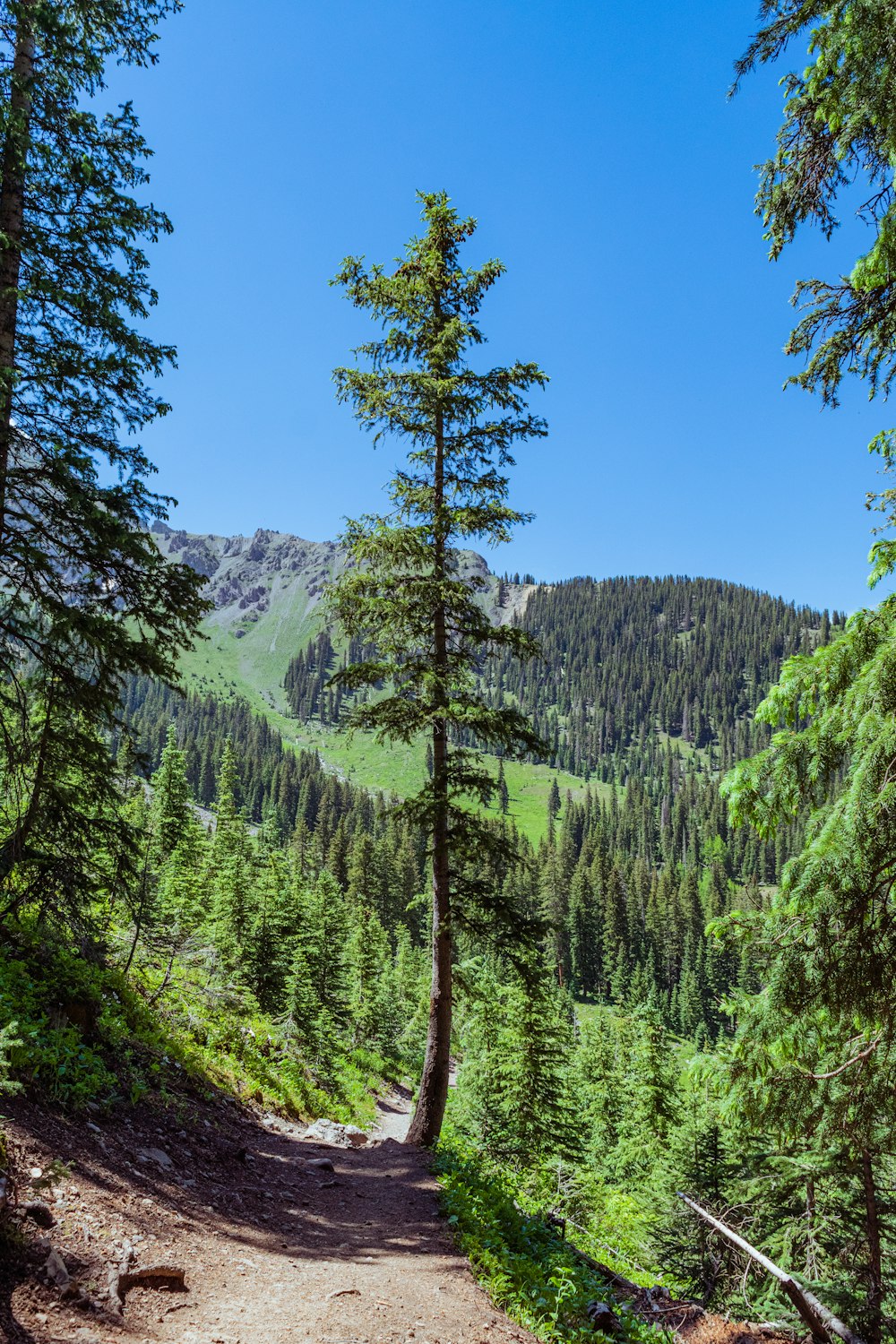 a dirt path in the middle of a forest