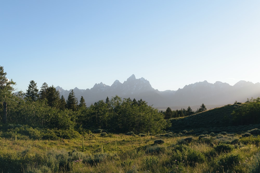 a grassy field with trees and mountains in the background