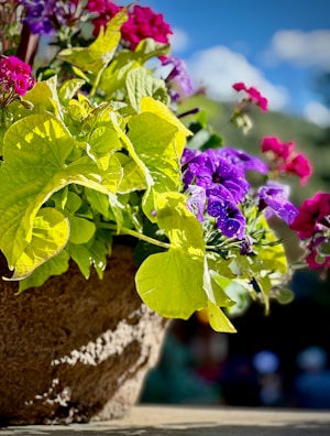 Close-up of colorful blooming flowers arranged in rustic pots.