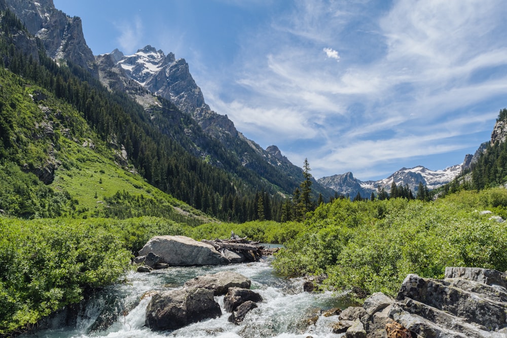 a river running through a lush green forest