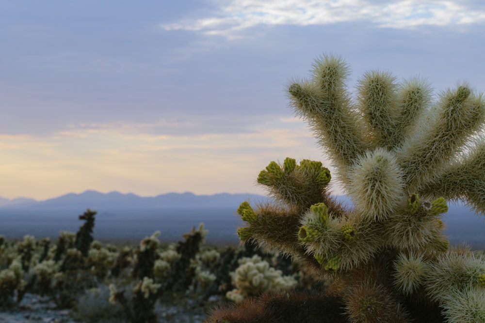 a cactus plant with mountains in the background