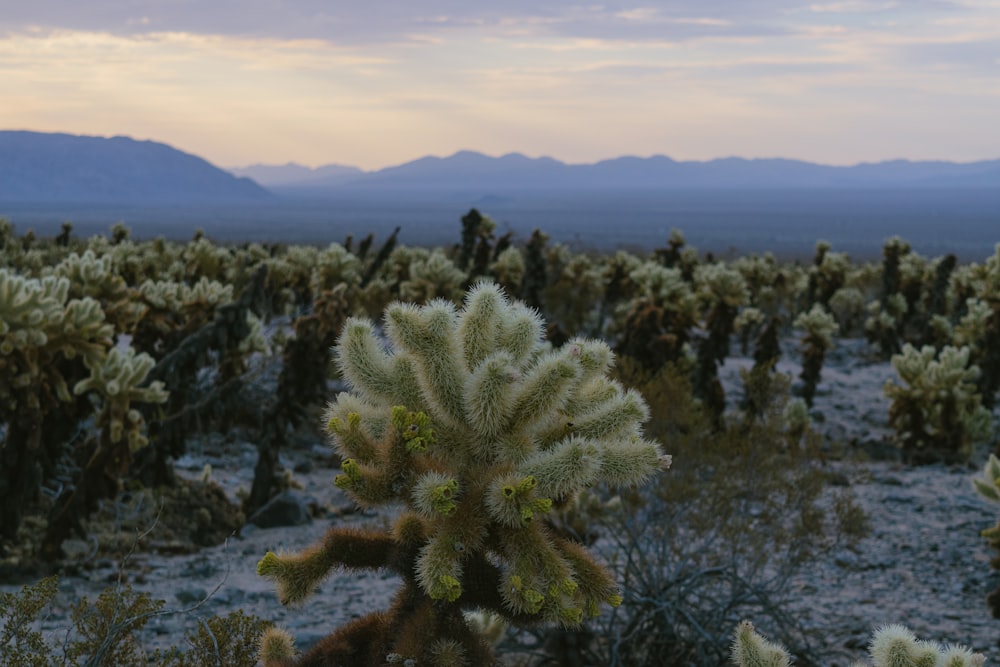 a cactus field with mountains in the background