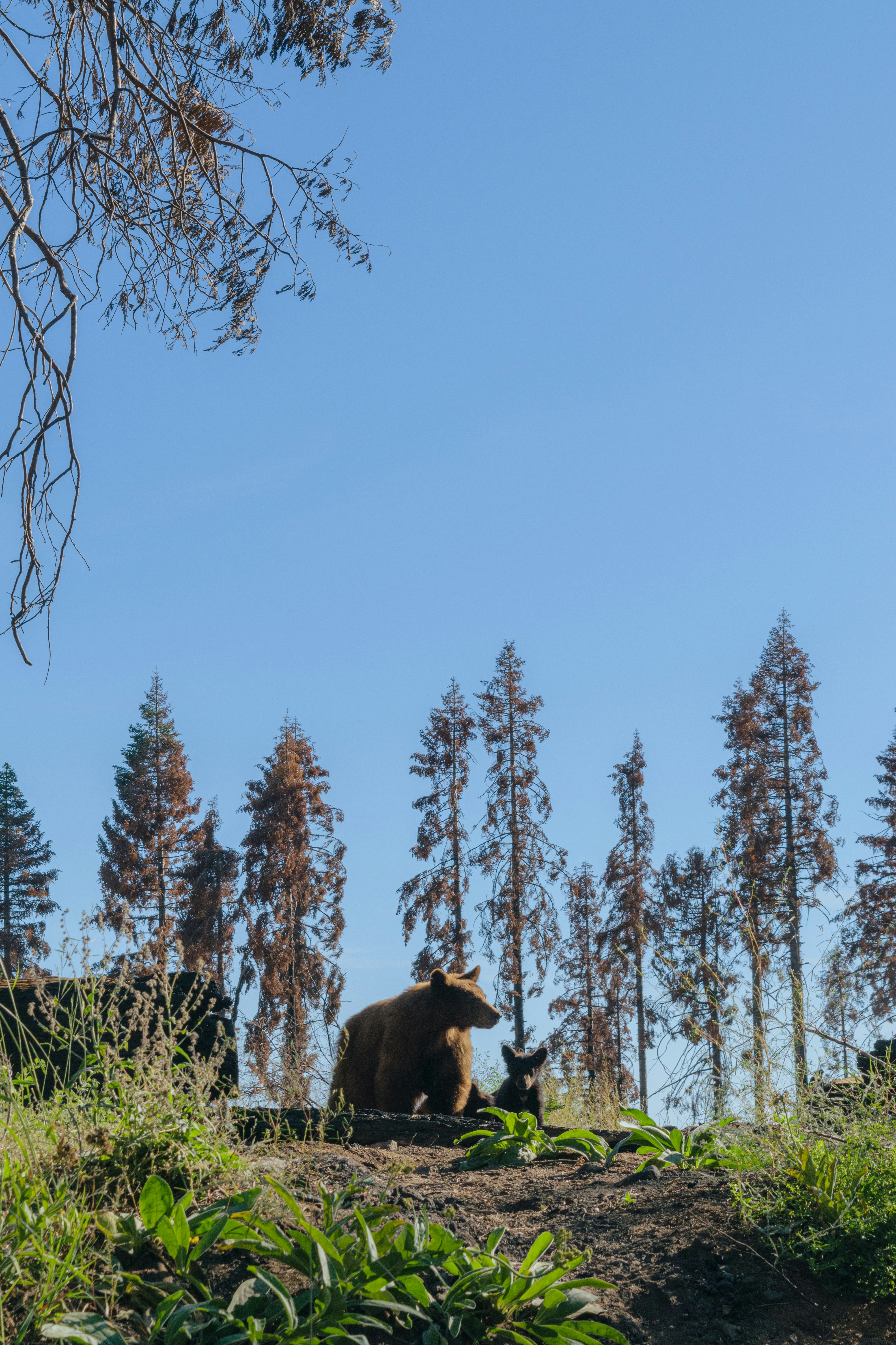 A brown bear sitting on top of a lush green forest photo – Free Sequoia ...