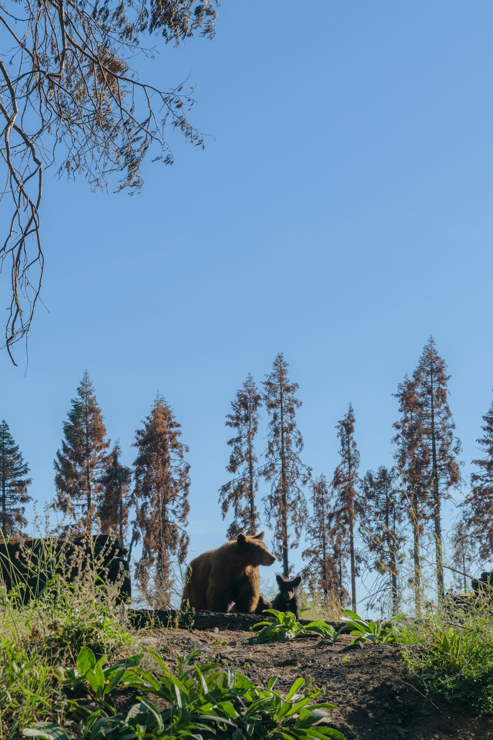 a brown bear sitting on top of a lush green forest