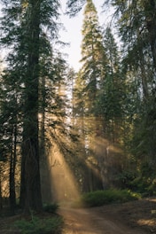 A peaceful forest trail in the Pacific Northwest with sunlight filtering through tall evergreen trees.