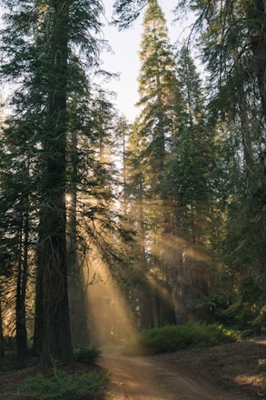 A peaceful forest trail in the Pacific Northwest with sunlight filtering through tall evergreen trees.