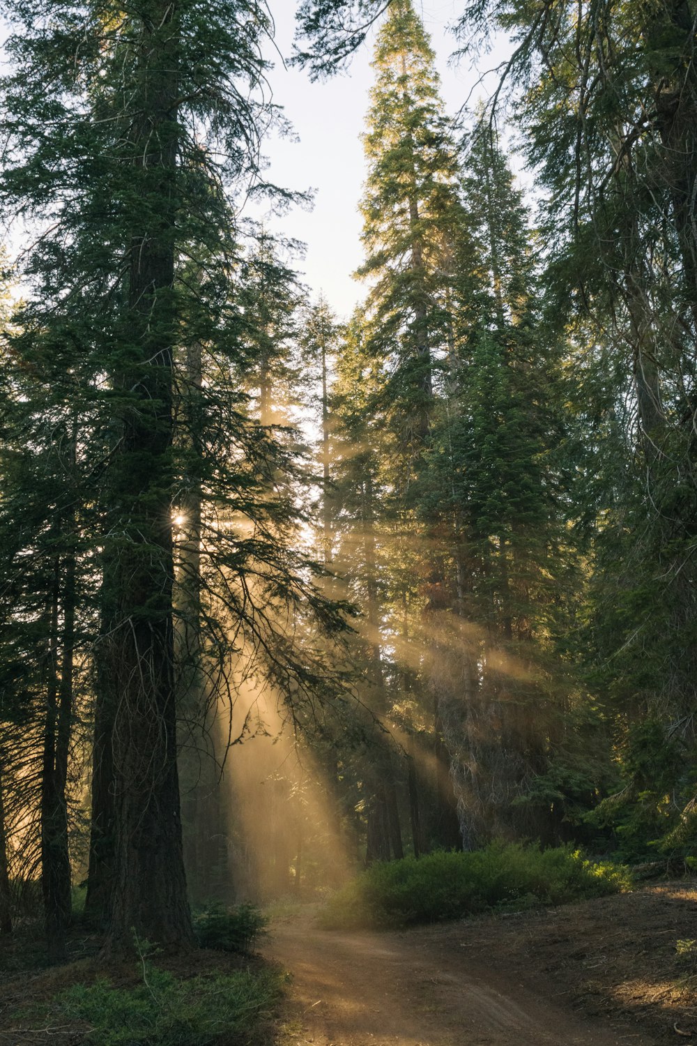 a dirt road in the middle of a forest