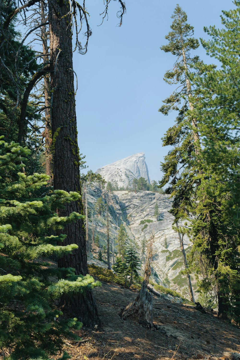 a view of a mountain through the trees