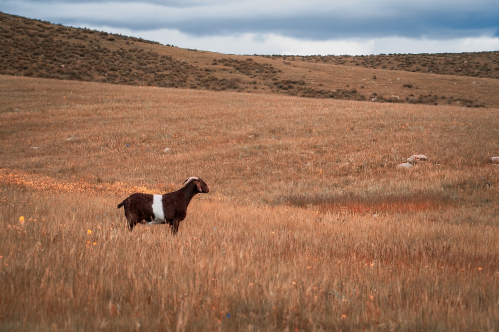 a brown and white goat standing in a field