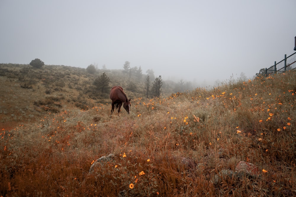 a horse grazes in a field on a foggy day