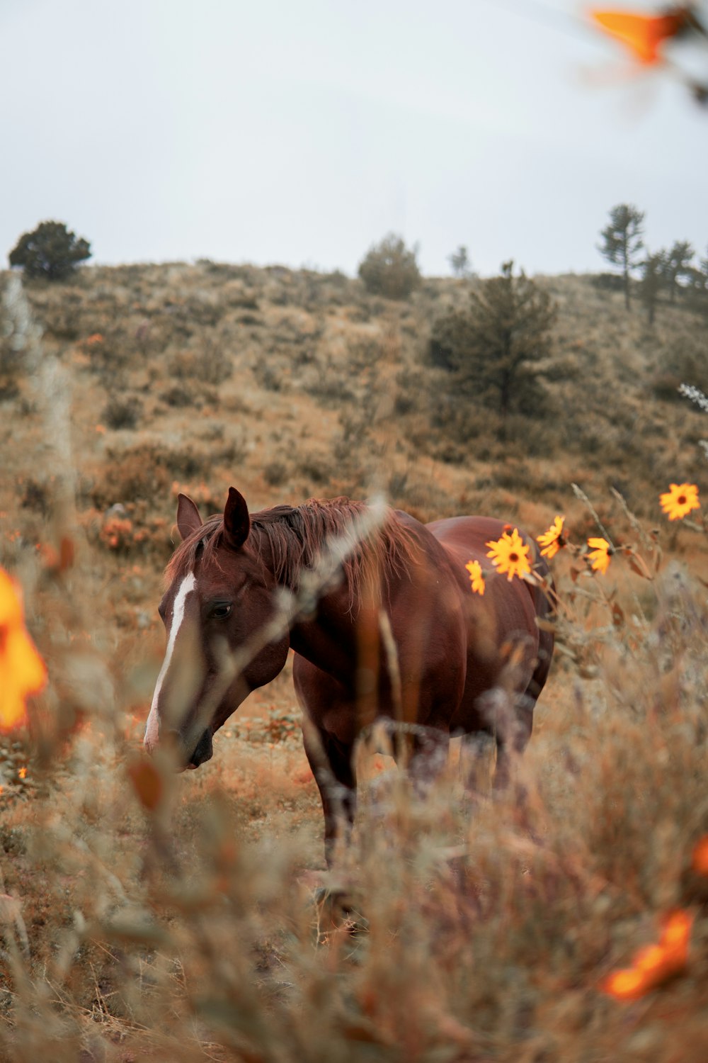 a horse standing in a field of flowers