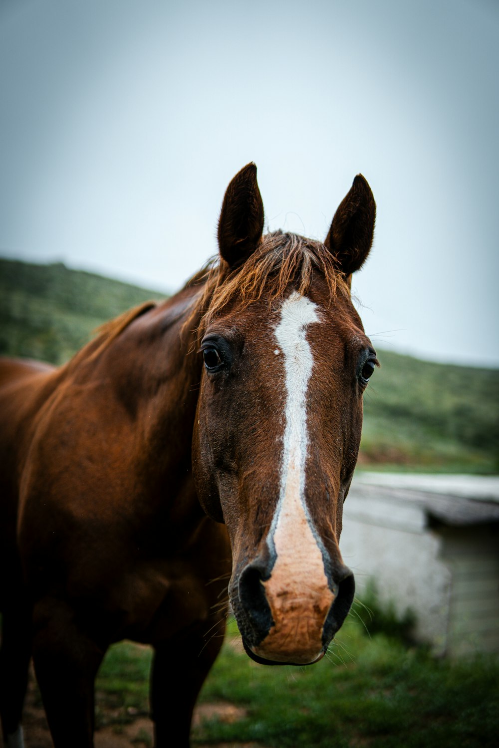 a brown horse standing on top of a lush green field