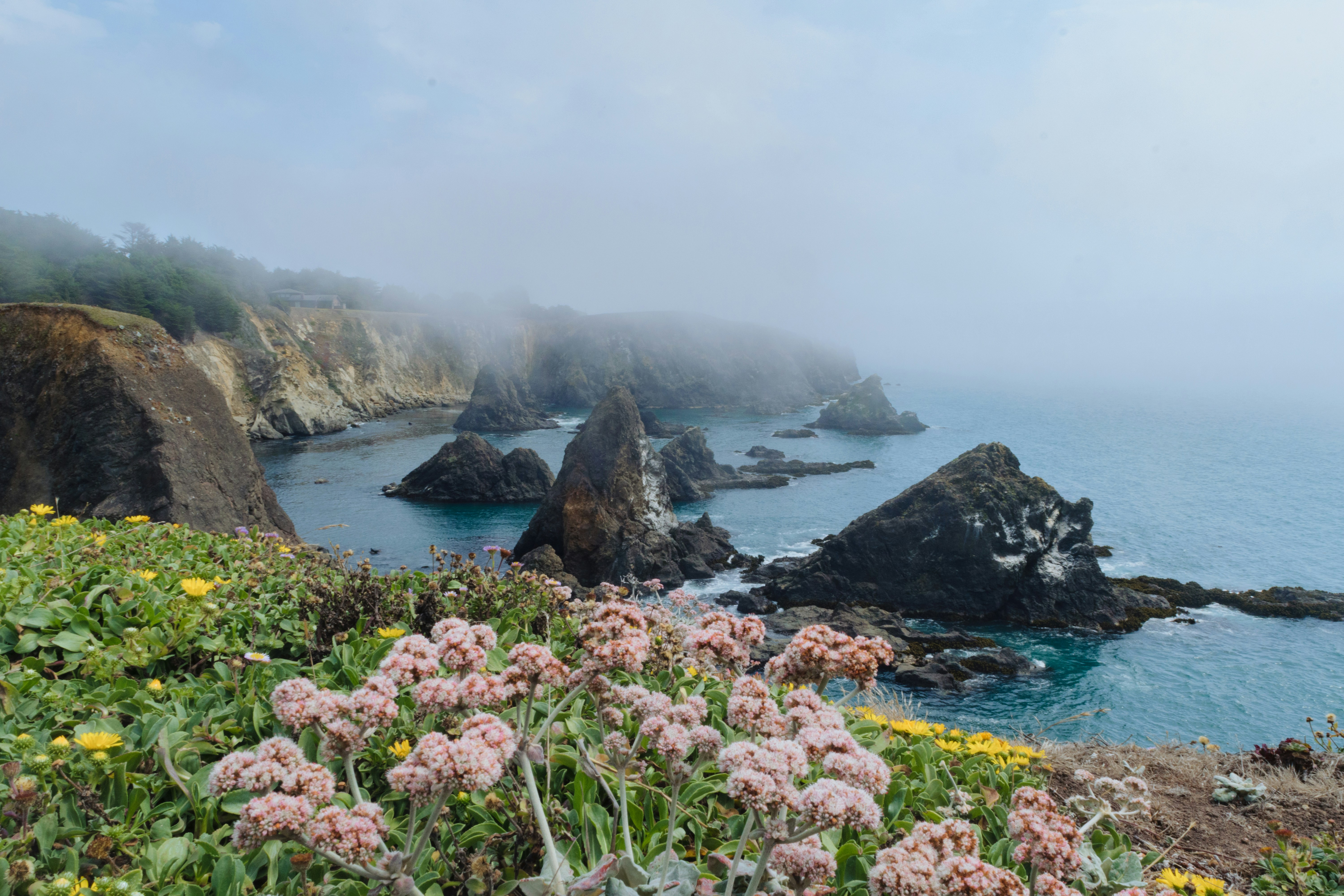 a foggy day at the coast with flowers in the foreground