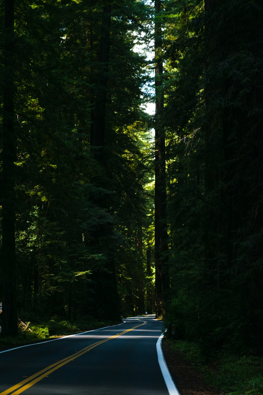 Una strada vuota in mezzo a una foresta