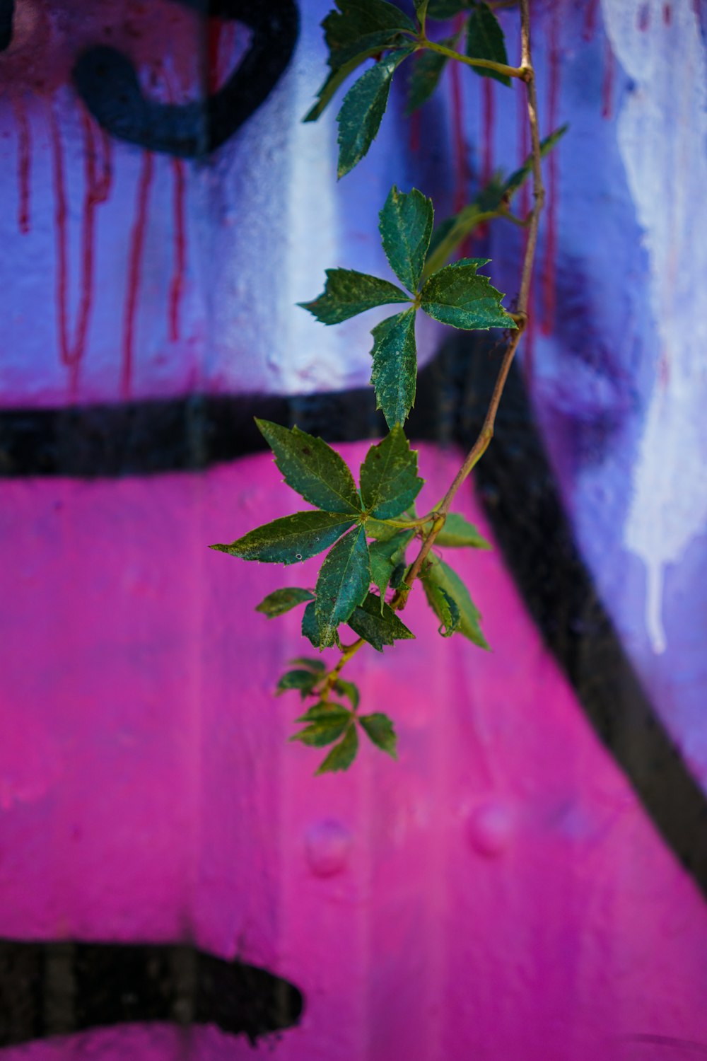 a plant with green leaves on a pink background