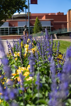 A lush garden filled with vibrant purple and yellow flowers located in front of a modern brick building. The area is well maintained, with greenery and clear blue skies above, creating a serene atmosphere. In the background, a statue or installation adds to the aesthetic of the setting, complementing the educational architecture style.
