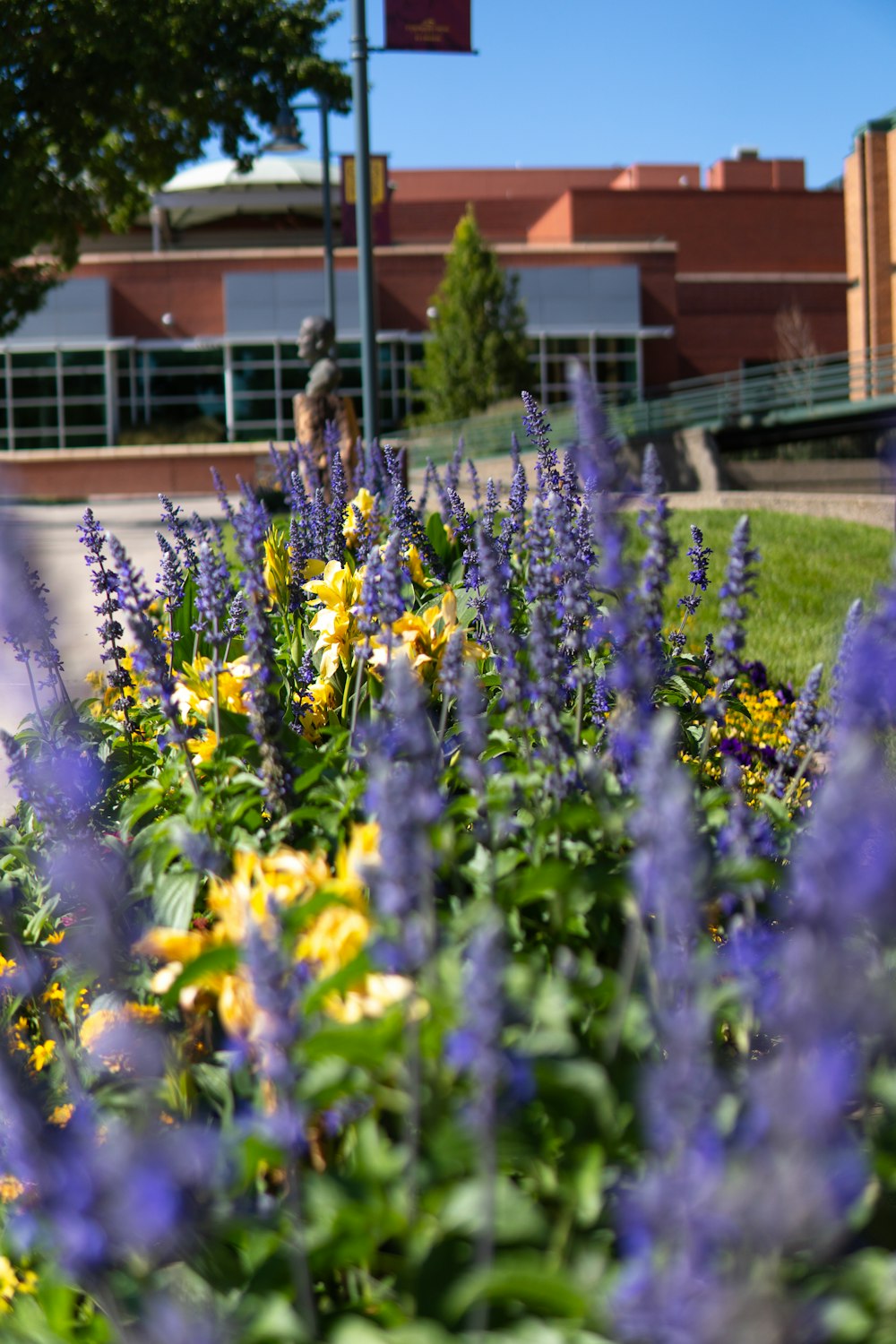 a bunch of flowers that are in the grass