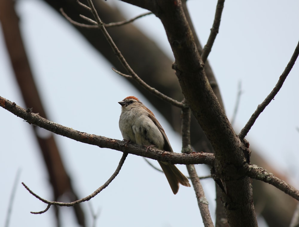 un oiseau assis sur une branche d’arbre
