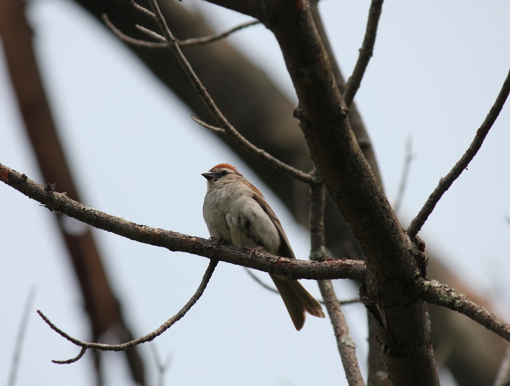 a bird sitting on a branch of a tree