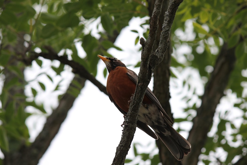 a bird sitting on a tree branch with its mouth open