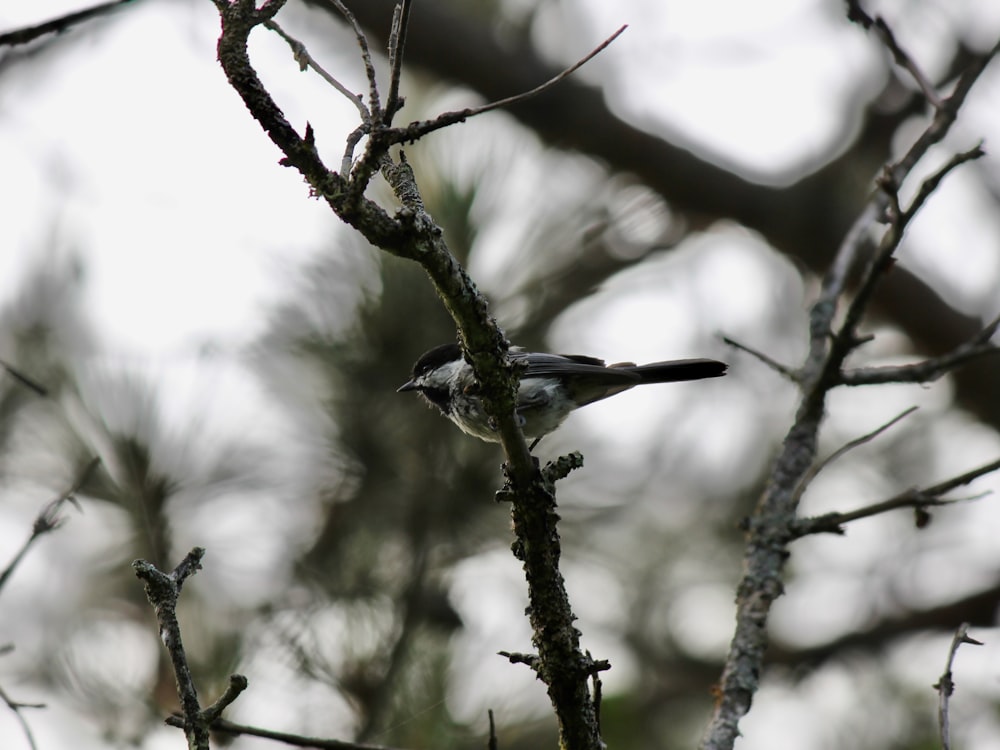 a small bird perched on top of a tree branch