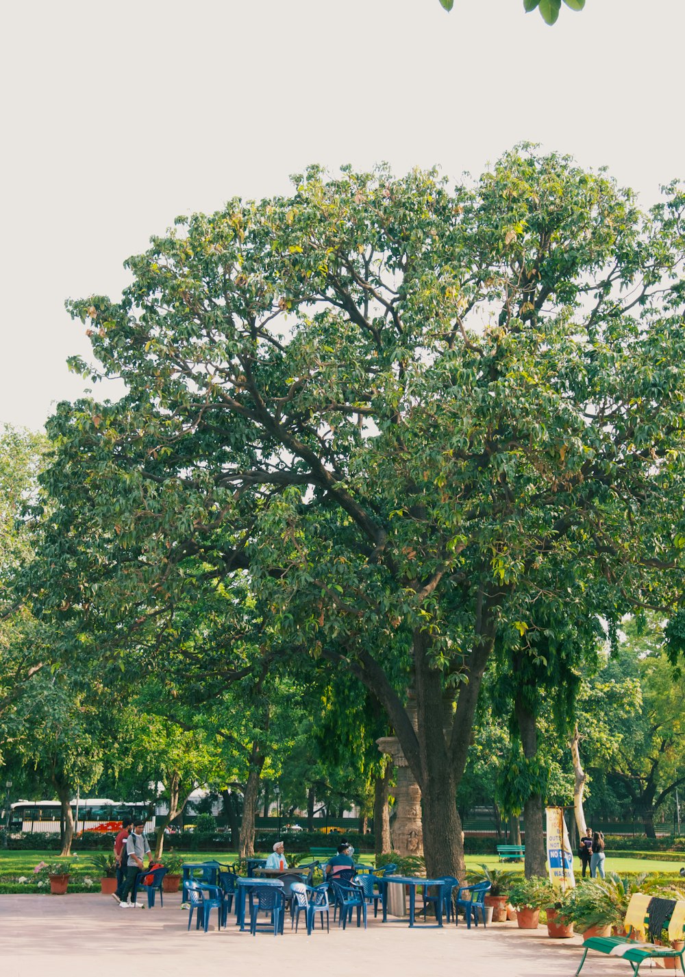 a group of people sitting at a table under a large tree