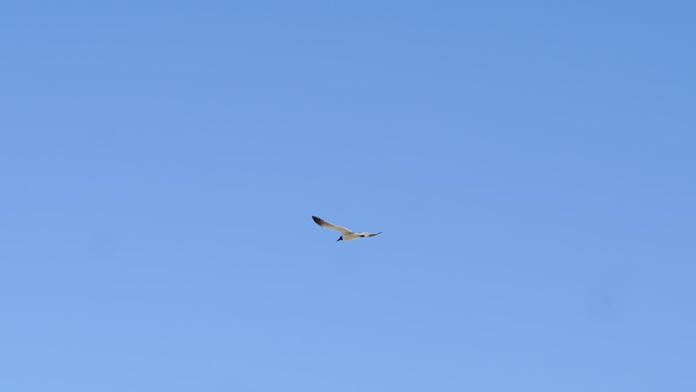 a large bird flying through a blue sky