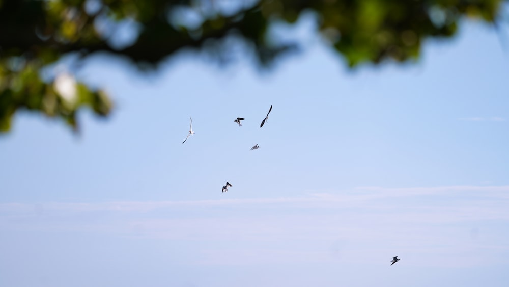 a flock of birds flying through a blue sky