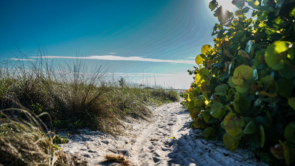 a sandy path leading to the ocean on a sunny day