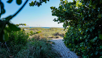 Peaceful sandy path leading through greenery towards the Baltic Sea shore.