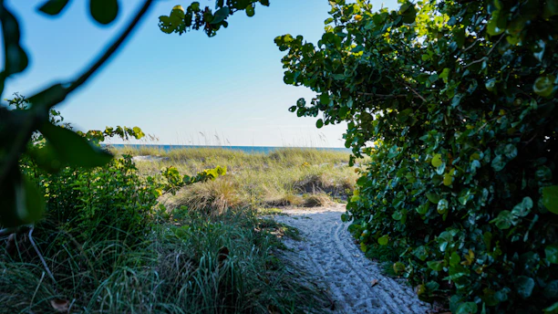 Peaceful sandy path leading through greenery towards the Baltic Sea shore.