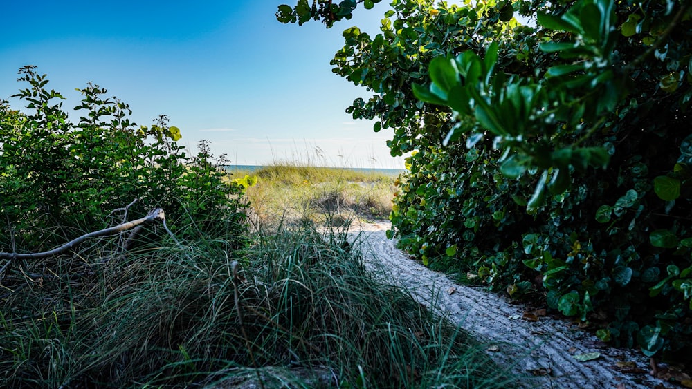 a path through the bushes leading to the beach