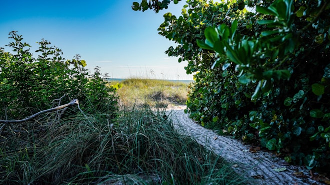 A lush green pathway leads through dense foliage towards a beach, with the sea visible in the distance. The scene is framed by vibrant leaves and a clear blue sky.
