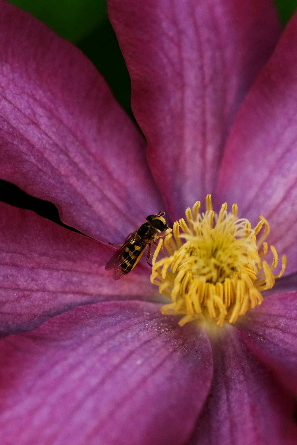 a bee is sitting on the center of a purple flower