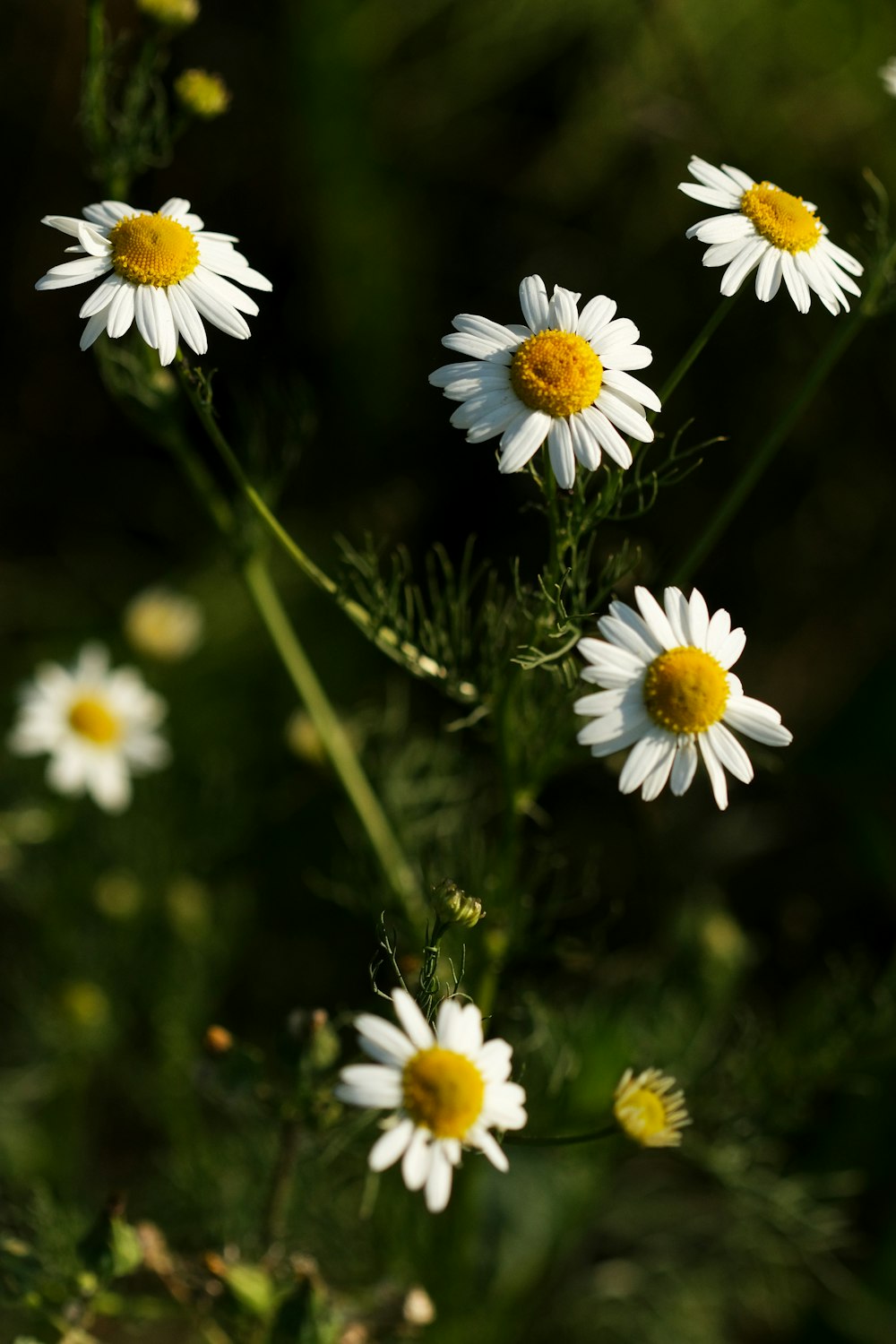 a close up of a bunch of white flowers