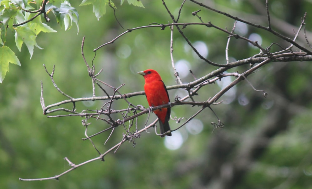 a red bird perched on a tree branch