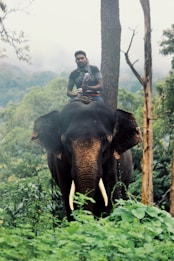 A person rides on the back of a large elephant amidst a lush, green forest. The elephant, with its prominent tusks and dark skin, stands among dense foliage while tall trees surround the scene.