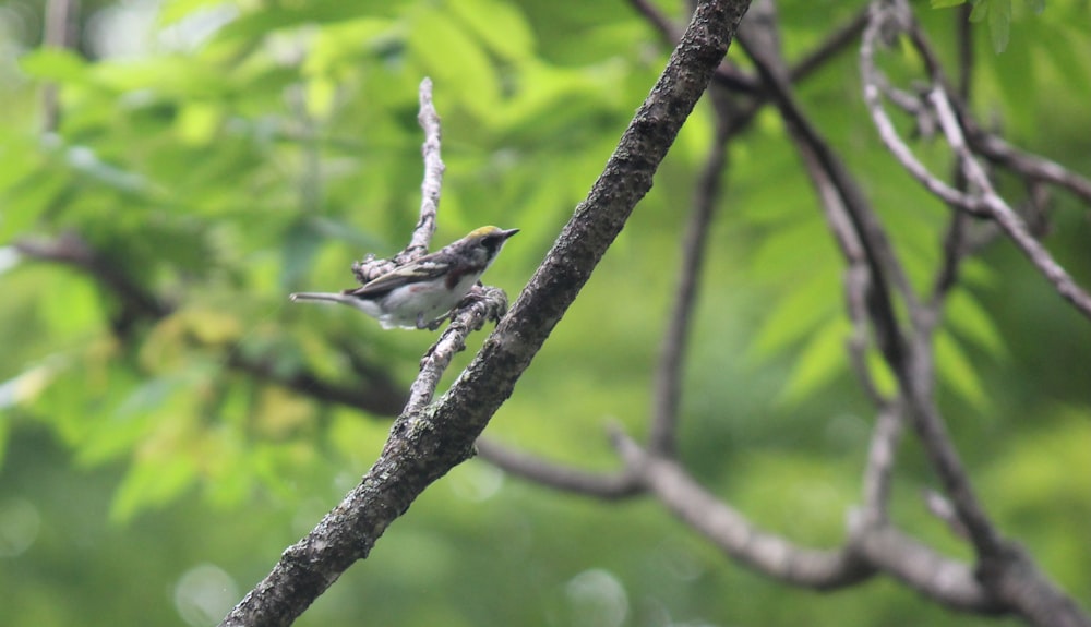 a small bird perched on a tree branch