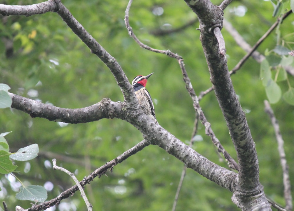 a small bird perched on a tree branch